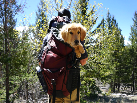 Best GPS Trackers for Dogs: Stay Connected While Traveling Abroad