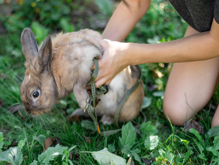 Why Homeowners Trust Wildlife Removal Experts in Howell