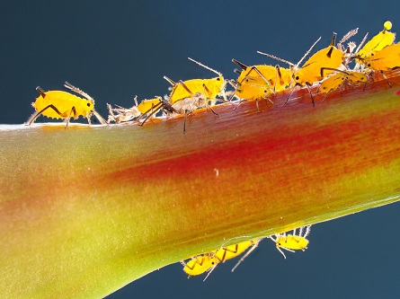 aphids - garden pests