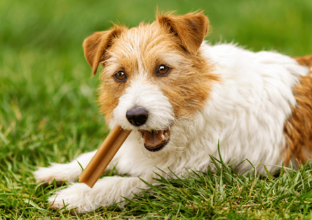 The Best Dog Dental Chews of 2025: What Pet Parents Are Raving About