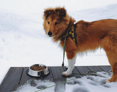 Freeze-Dried Dog Food Benefits Every Pet Owner Should Know