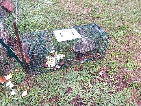 Live Humane Trapping of Groundhogs and Relocation