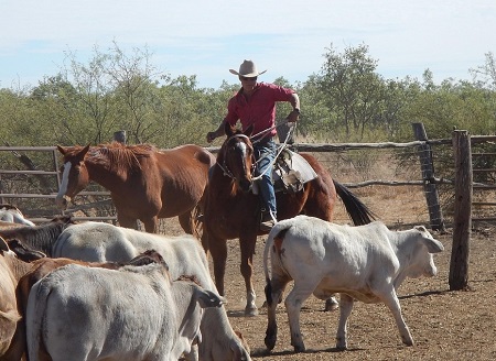 The Essential Guide to Cutting Horses in Cattle Management