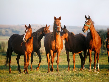 Horse Racing Syndicate: A Stylish and Social Investment