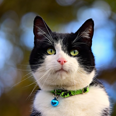 6 Things to Check Before Buying a Relaxation Collar for Cats