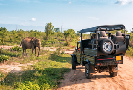 How to Plan a Luxury Tanzania Safari Without Overspending