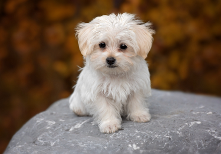 The Ultimate Guide to Preparing Your Home for a New Puppy: What Every Family Should Know