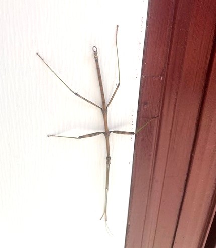 Common North America Walking Stick
