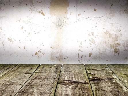 Essential Guide to Mold Damage Restoration: Protect Your Home and Health