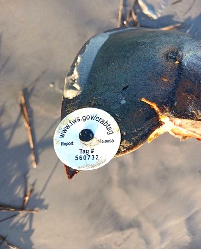 The Maryland Horseshoe Crab Research Project