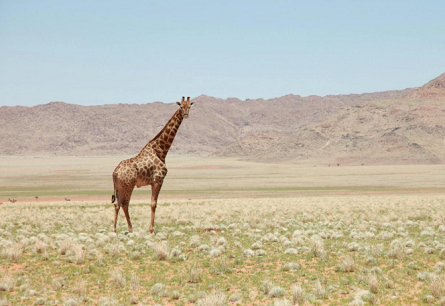 The Hidden Wonders That Make African Safaris Truly Extraordinary