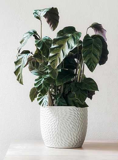 The Benefits of Having Houseplants in Your Home