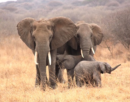 How to Experience Tanzania’s Iconic Animals on a Guided Safari