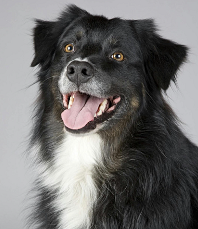 Tips to Reduce Anxiety in Dogs