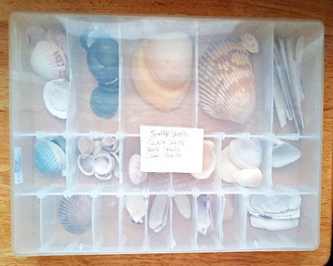 How to Organize and Store Small Seashells
