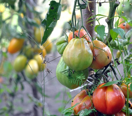 How to Prepare Your Garden for Spring