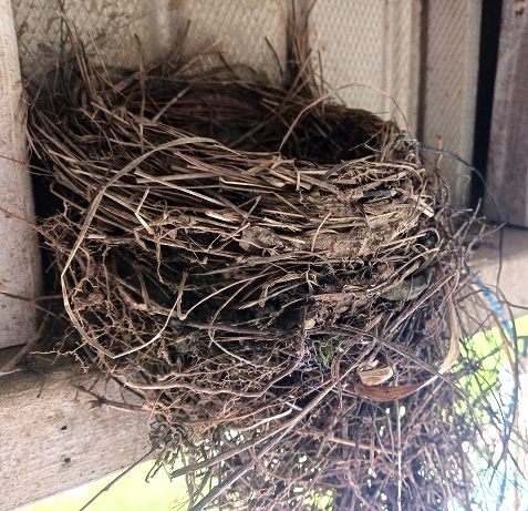How and When to Safely Remove Bird's Nests