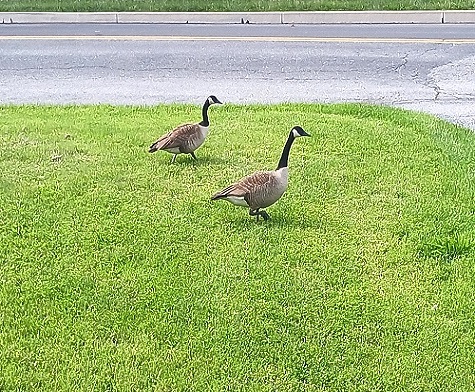 Canadian Geese During Migration