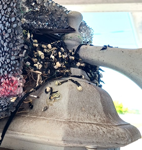 How to Clean Bird Poop off Your House and Porch