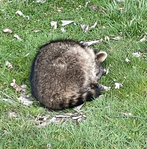 Sickly Raccoon