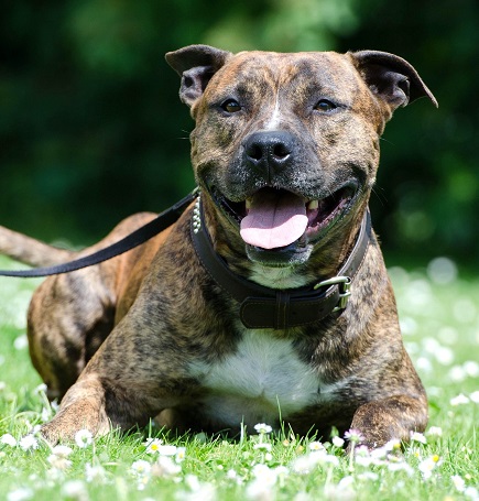 10 Things I Wish I Knew Before Getting a Staffy
