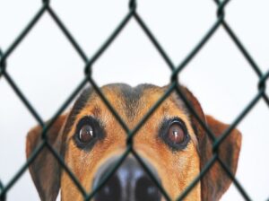 Exploring Innovative Approaches in Animal Welfare Advocacy