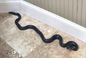 Found Slithering Around in the Kitchen - A Rat Snake!