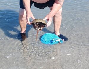 Rescuing Horseshoe Crabs at the Jersey Shore