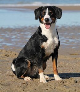 7 Signs of Hip Dysplasia in Dogs Every Family Should Recognize