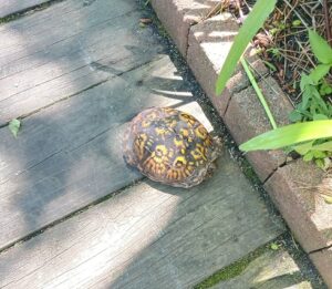 Tips for Encountering Turtles in the Wild
