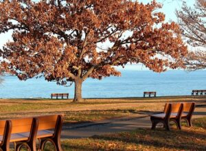 Understanding Seasonal Impacts on Tree Health in Chesapeake, VA
