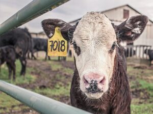 Why Every Small Farm Owner Needs a Heated Livestock Waterer