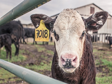 Why Every Small Farm Owner Needs a Heated Livestock Waterer