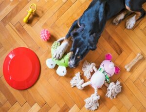 DIY Pet Projects: Quick and Fun Ideas to Treat Your Dog