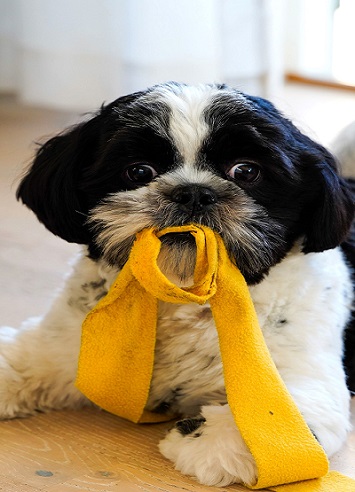 DIY Pet Projects: Quick and Fun Ideas to Treat Your Dog