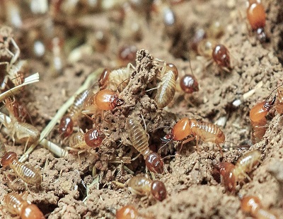 Everyday Property Conditions That Can Quietly Increase Termite Risk