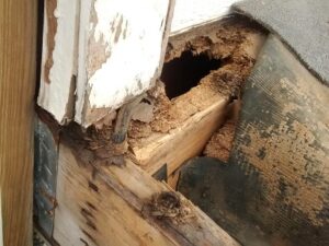 How Homeowners Can Spot Early Signs of Termite and Pest Activity Before Damage Spreads