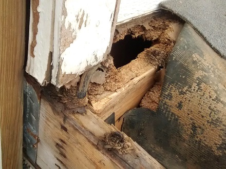 How Homeowners Can Spot Early Signs of Termite and Pest Activity Before Damage Spreads