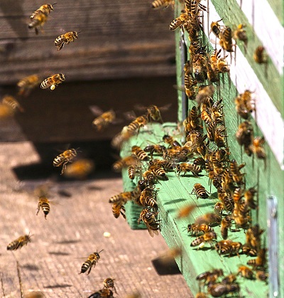 How to Tell Bees, Wasps, and Hornets Apart Around the Home