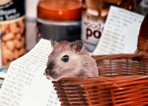 How Families Can Make Everyday Home Routines Less Inviting to Pests