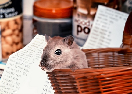 How Families Can Make Everyday Home Routines Less Inviting to Pests