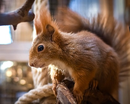 What Attic Noises Can Reveal About Squirrel Activity in Sandy Springs Homes