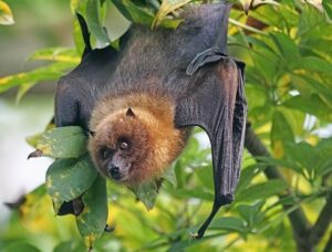 What Families Should Know Before Dealing With Bats Around the Home