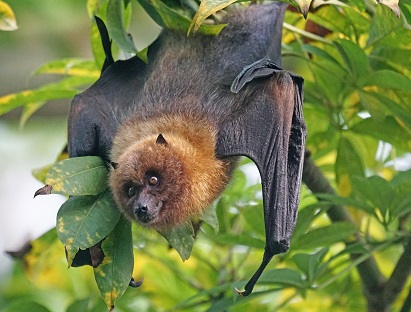 What Families Should Know Before Dealing With Bats Around the Home