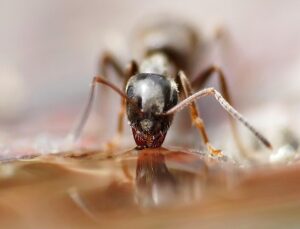 How Fayetteville Families Can Keep Common Household Pests From Becoming a Bigger Problem