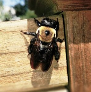 What Homeowners Should Know About Carpenter Bees Around Wood Structures