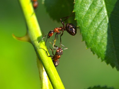 What Florida Homeowners Should Know About Cow Killer Ants and Their Painful Stings