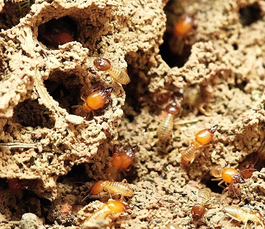 How Homeowners Can Spot Early Signs of Termite and Pest Activity Before Damage Spreads